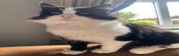 British Shorthair cats for sale: Male Tuxedo Black & White cat in Newark - Advert 3