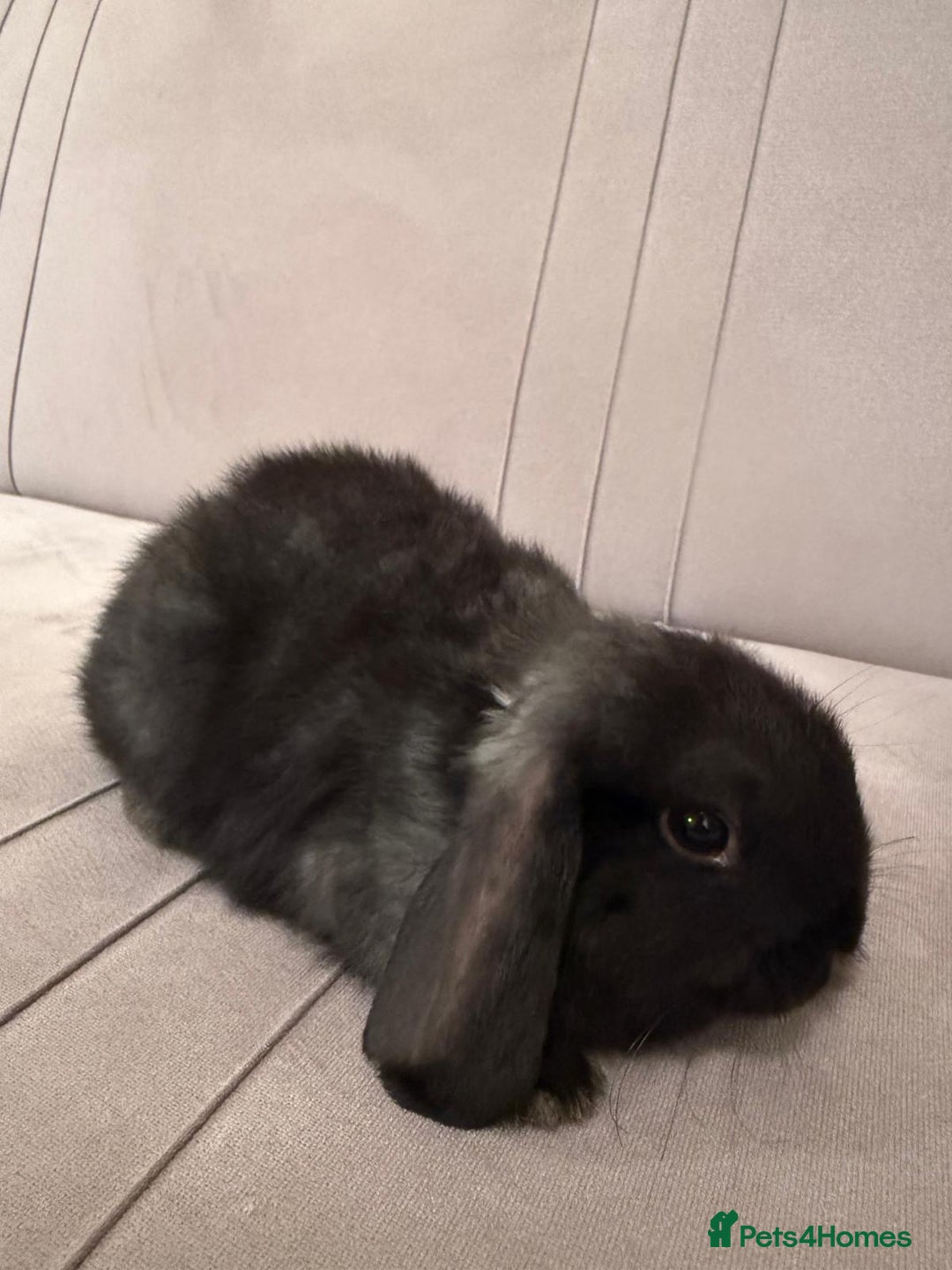 Mini Lion Lop rabbits for sale: Mini lop  - Advert 4
