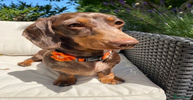 Miniature Dachshund dogs - Advert 4