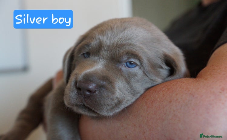 Labrador Retriever dogs - Advert 14