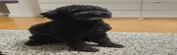 Poodle dogs for stud: Kenzuo Midnight - Ozzy in Southampton - Advert 1