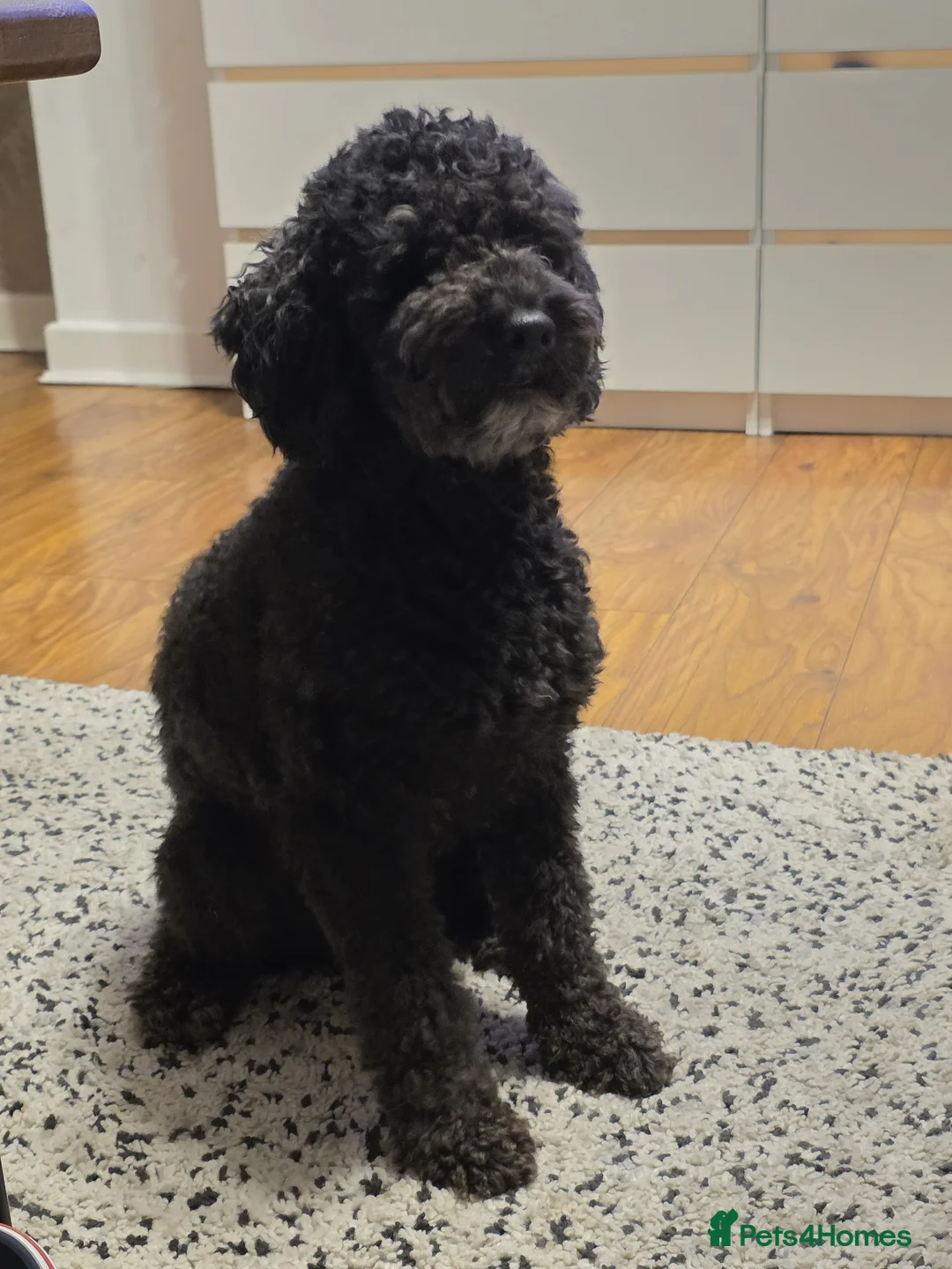Poodle dogs for stud: Kenzuo Midnight - Ozzy in Southampton - Advert 1