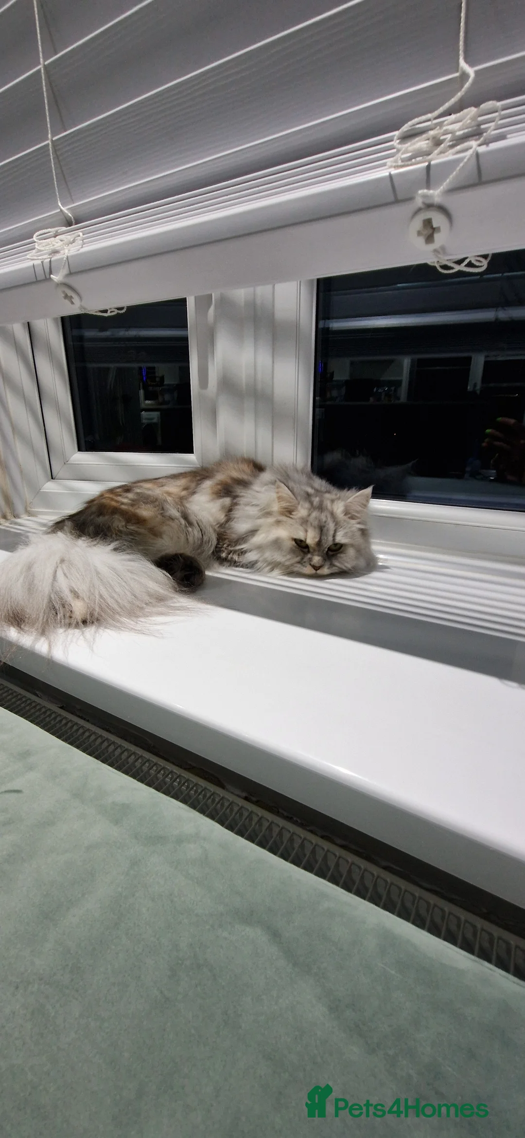 Persian cats for sale: Ready for new home Persian kittens - Advert 13