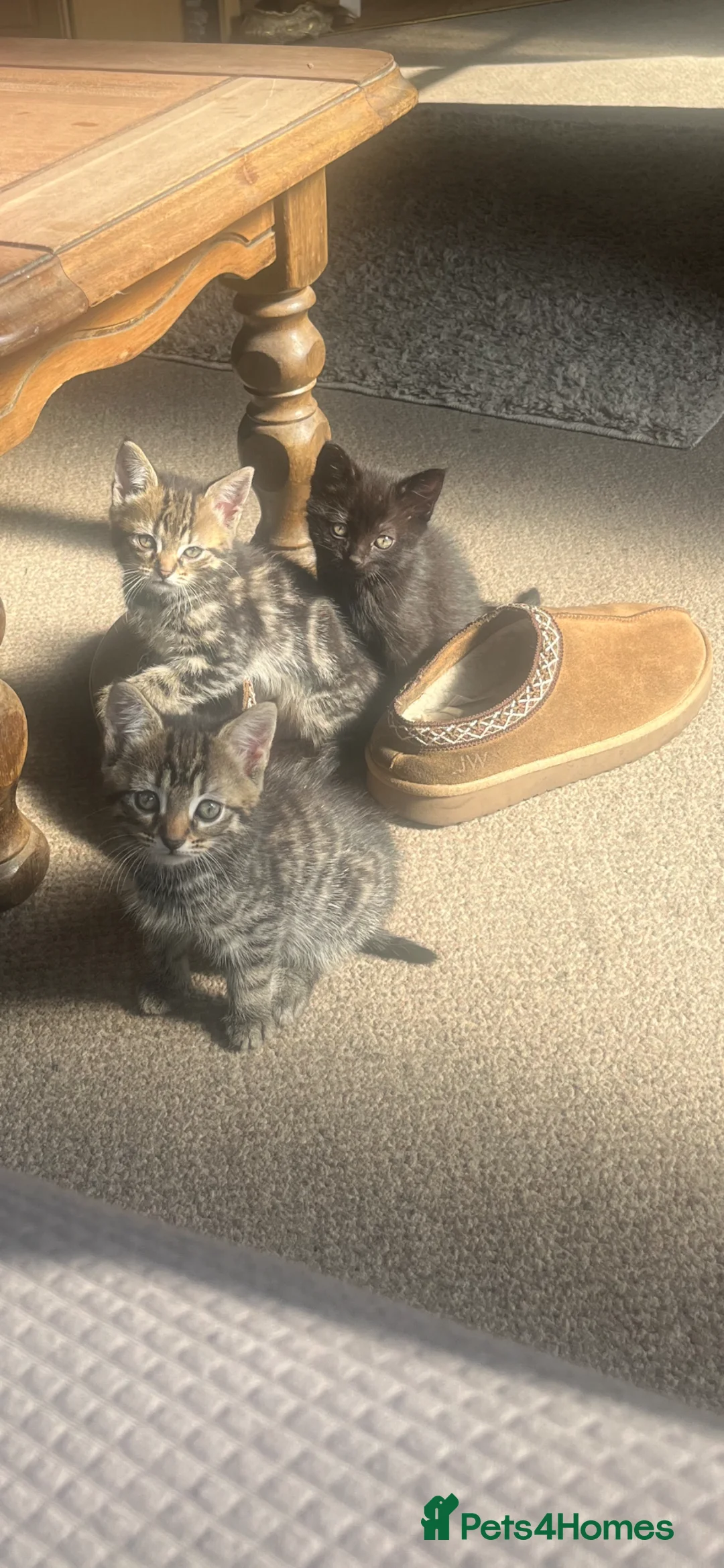 Mixed Breed cats for sale: 2 tabby kittens  in Boston - Advert 1