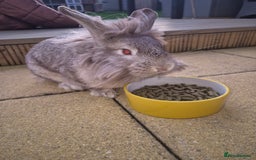 Lionhead rabbits for sale: Mum and daughter - Image 1