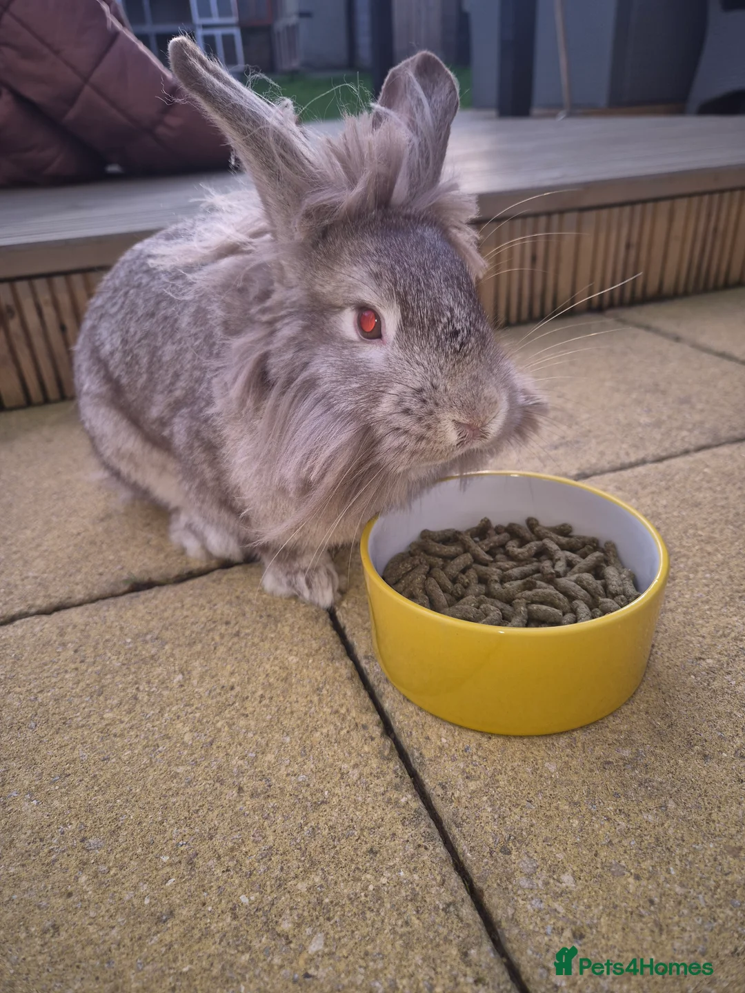 Lionhead rabbits for sale: Mum and daughter - Advert 1