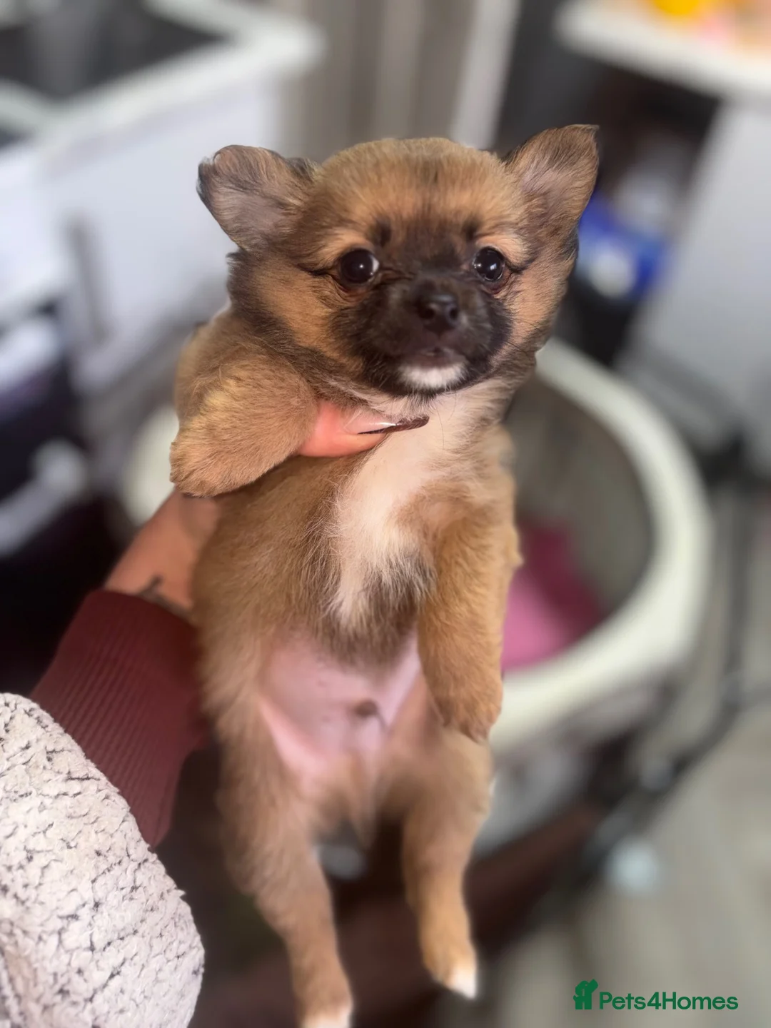 Pomchi dogs for sale: 1 Male Pomchi Puppy Left - Advert 2