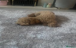 Cockapoo dogs for sale: 1 year old cockapoo - Image 2