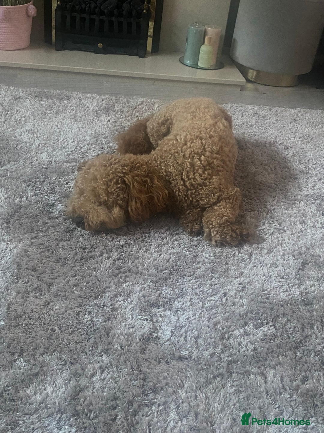 Cockapoo dogs for sale: 1 year old cockapoo - Image 2