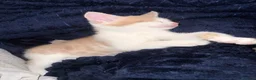 Mixed Breed cats for sale: Bengal Cross Boy Kittens Ready for loving homes - Advert 5