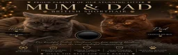 British Shorthair cats for sale: 🤎 Exceptional British Shorthair Kitten 🎃 - Advert 2