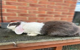Angora rabbits for sale: Rabbits for adoption - Urgent - Image 18