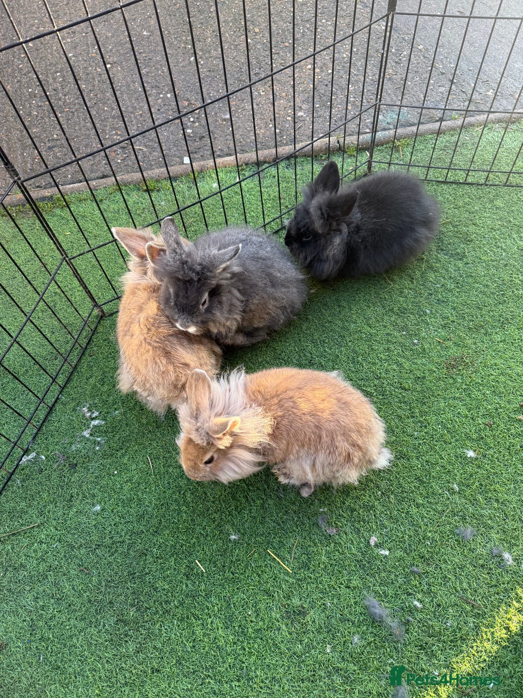 Mixed Breed rabbits for sale: Baby rabbits ready now  - Advert 18
