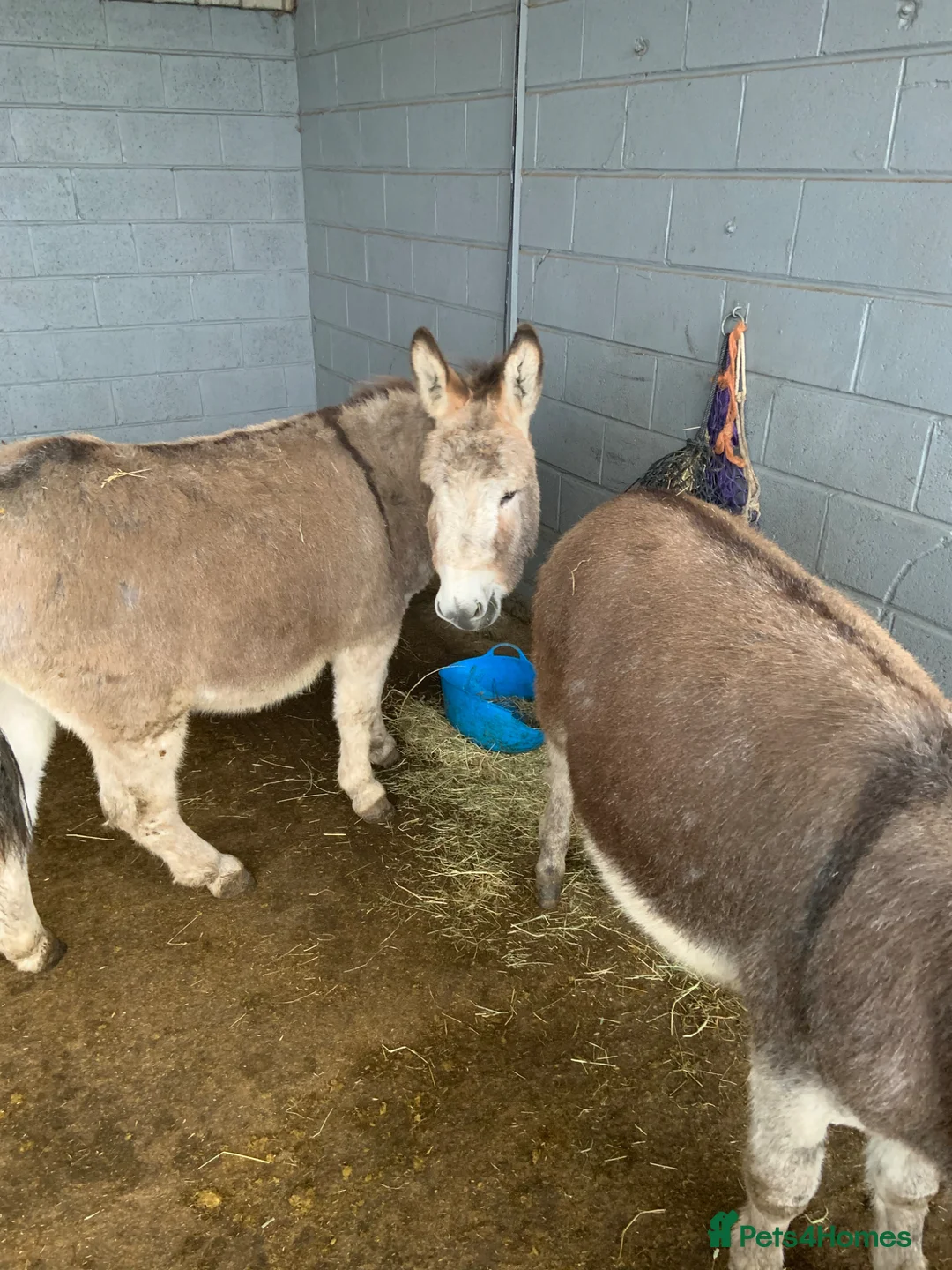 Other Breed horses for sale: 2 Bonded Gelding Donkeys and 2 Male Pygmy Goats  - Advert 5