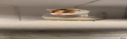 Hamster rodents for sale: Syrian Hamster  in Oldham - Advert 2