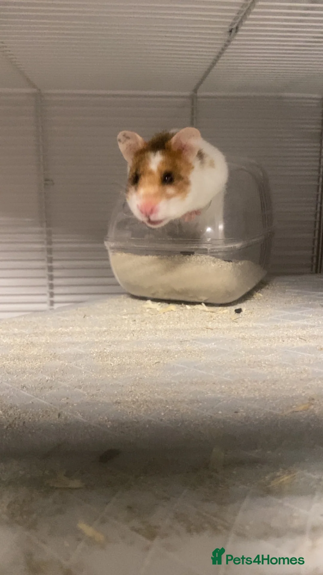 Hamster rodents for sale: Syrian Hamster  in Oldham - Advert 2