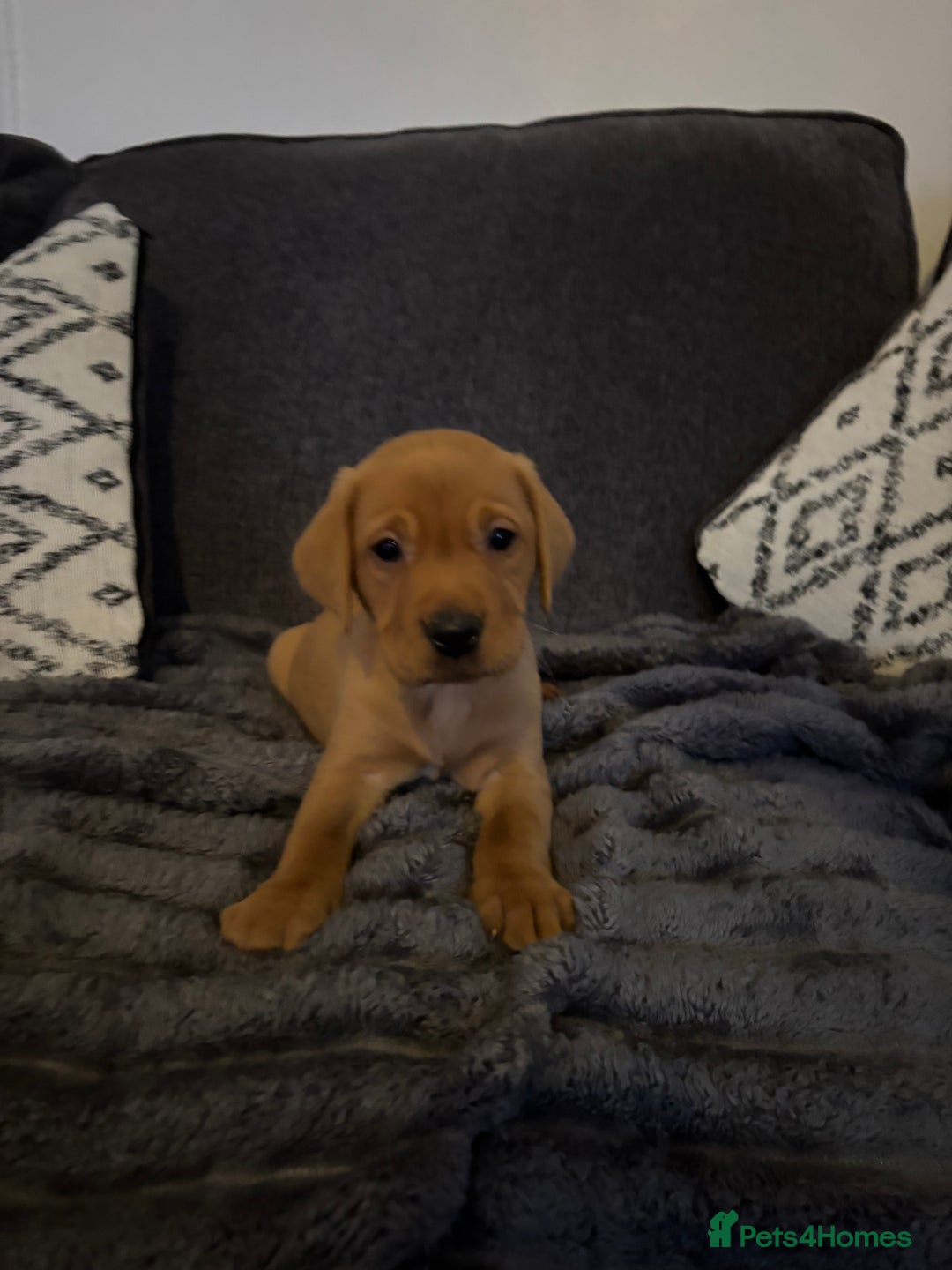 Labrador Retriever dogs for sale: KC registered Labrador retriever pups - Advert 25