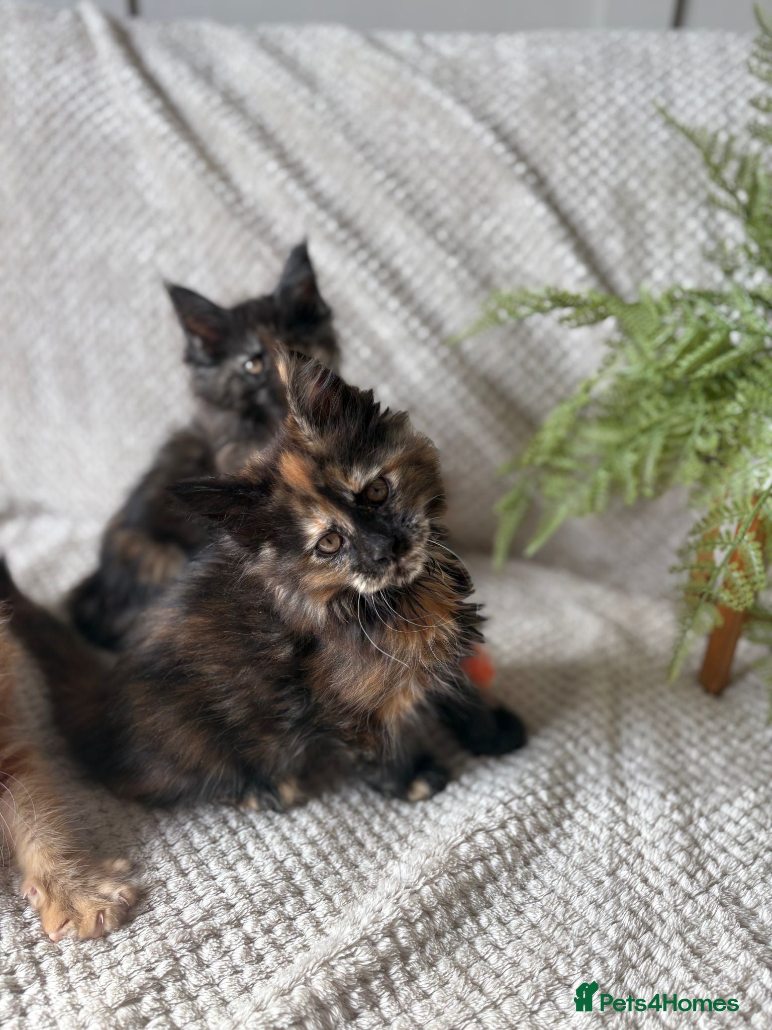 Maine Coon cats Stunning mainecoon kittens  - Advert 1