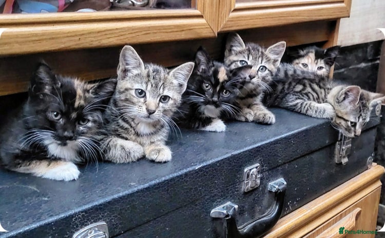 Mixed Breed cats - Advert 6