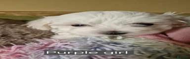 Maltese 3