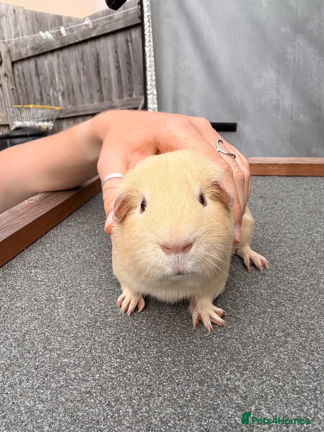Guinea Pig rodents for sale: Stunning pair of boars - Advert 1