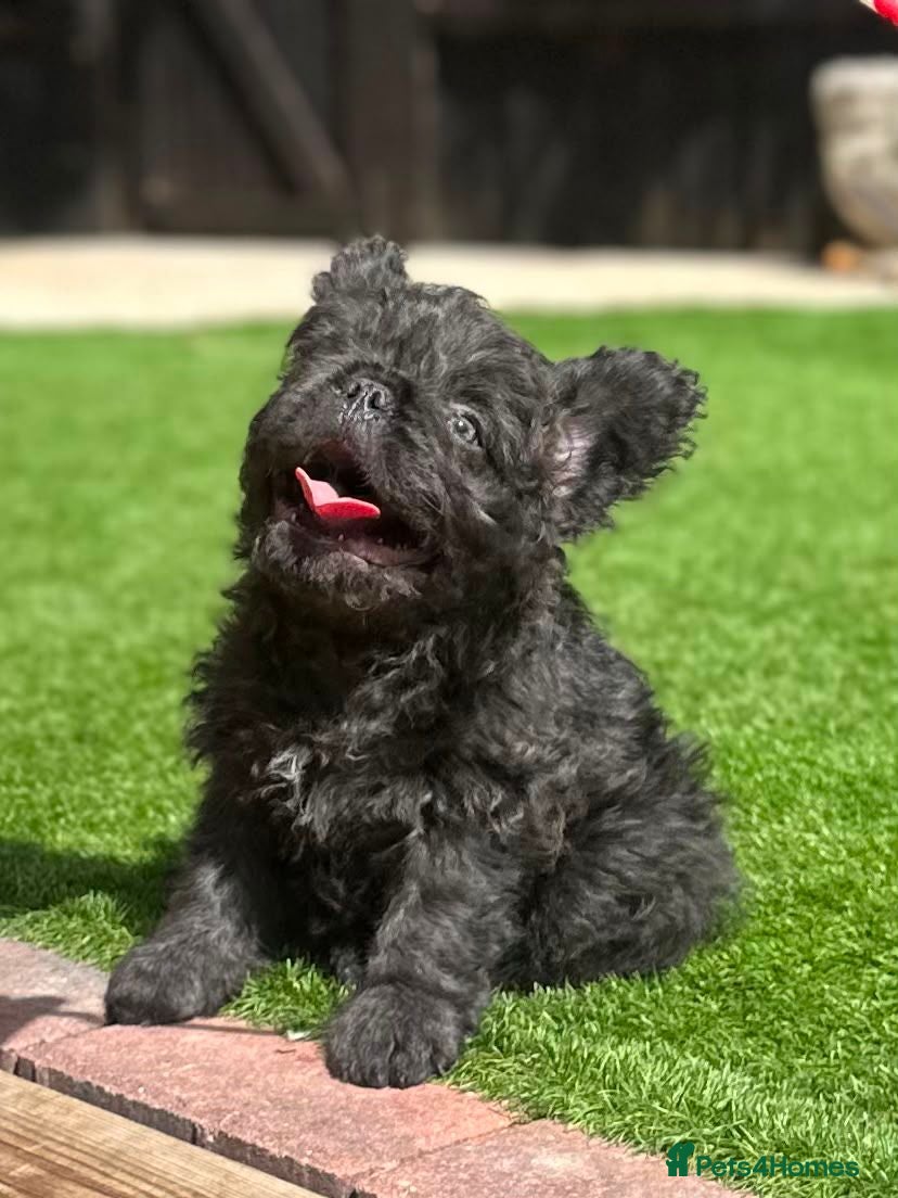 French Bulldog dogs Fluffy french bulldogs AVAILABLE NOW - Advert 14