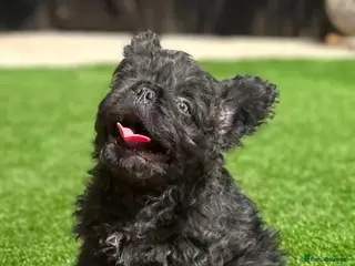 French Bulldog dogs Fluffy french bulldogs AVAILABLE NOW - Advert 14