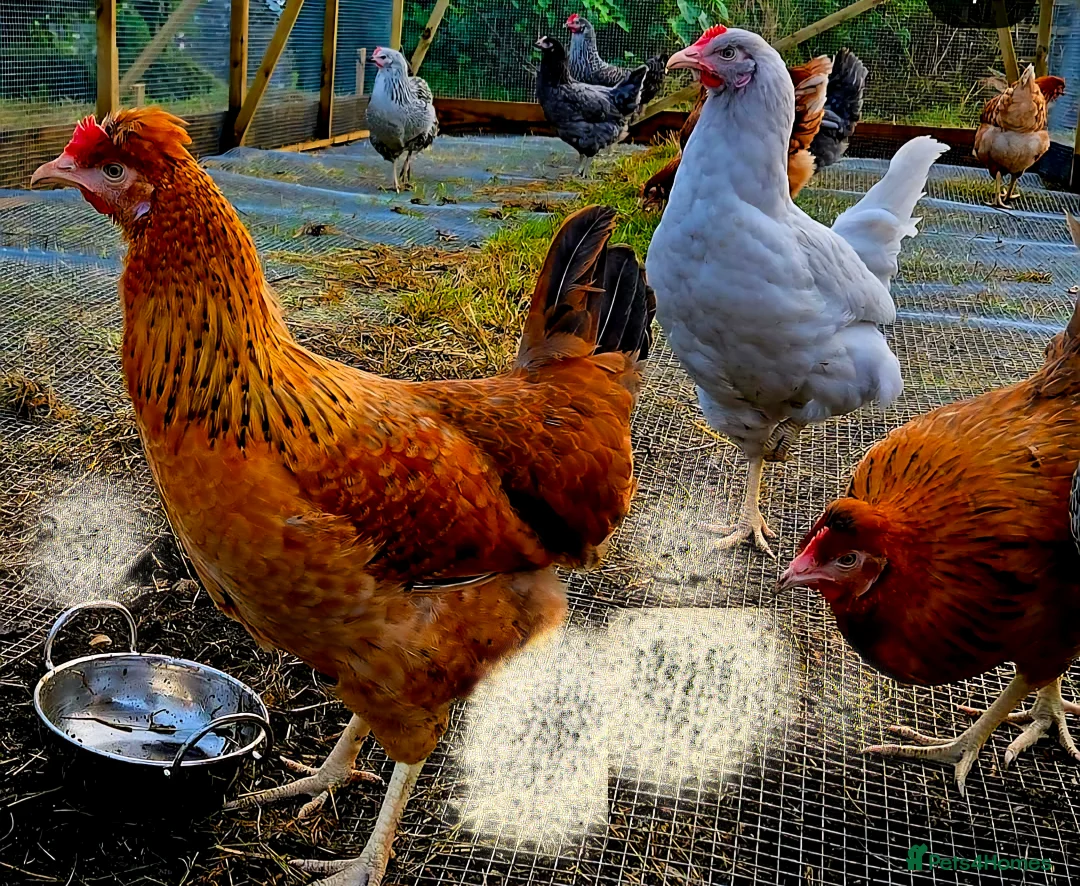 Chickens poultry for sale: Chickens for Sale  in Salisbury - Advert 3