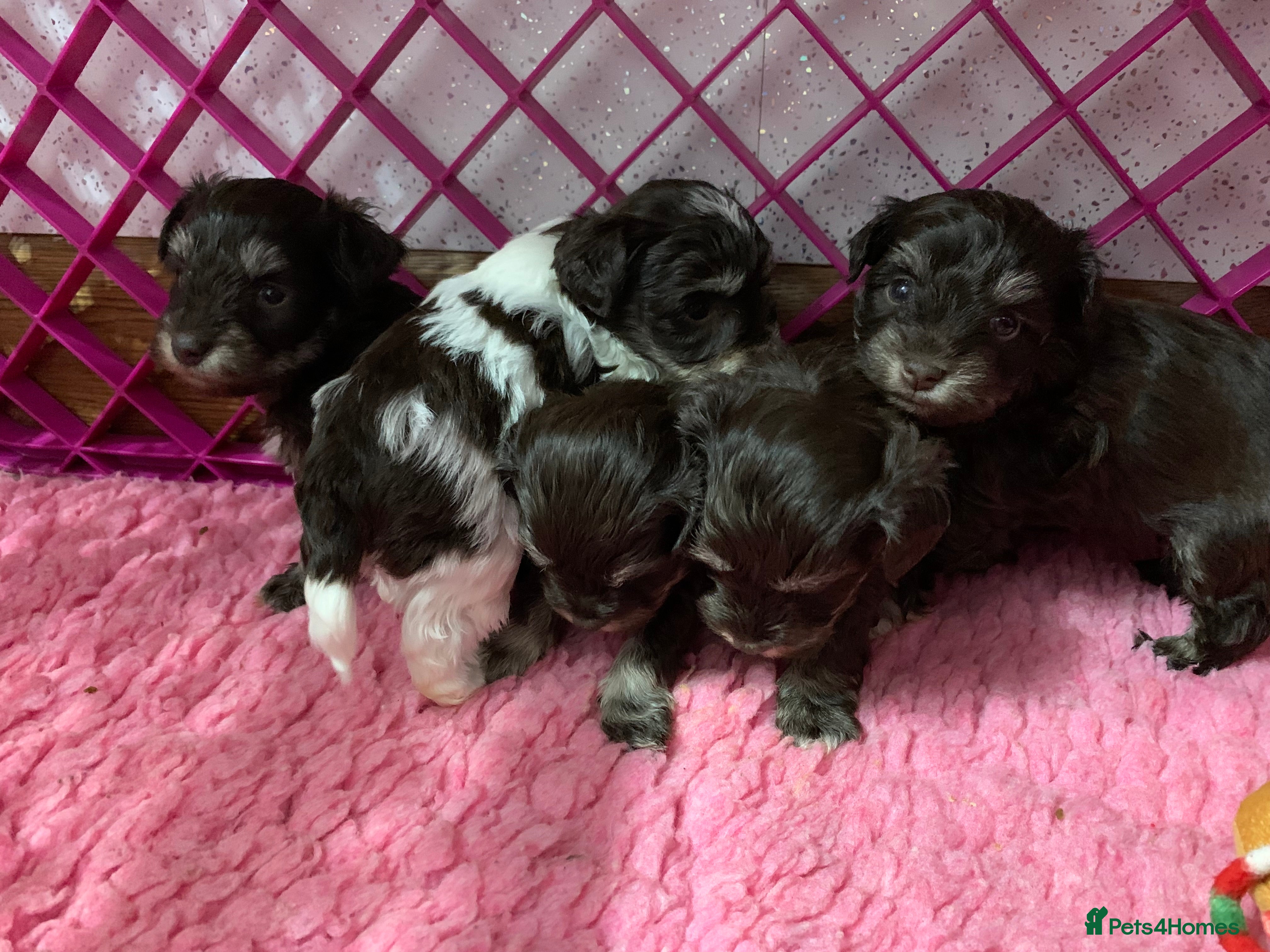 Miniature Schnauzer dogs 5* LICENSED KC MINI/TOY CHOCOLATE LITTER - Advert 2