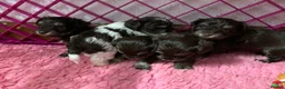 Miniature Schnauzer dogs for sale: 5* LICENSED KC MINI/TOY CHOCOLATE LITTER - Advert 3