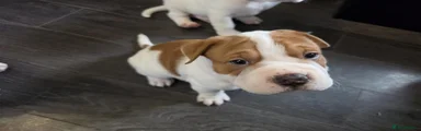 Mixed Breed 5