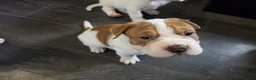 Mixed Breed dogs for sale: Shar pei mix puppys  in Birmingham - Advert 7
