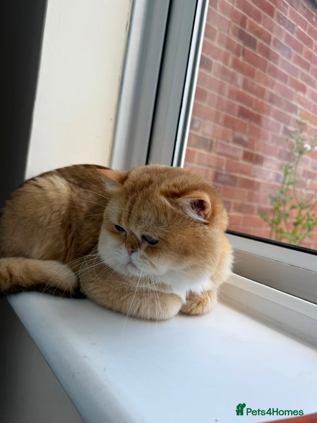 British Shorthair cats for stud: British golden cat - Advert 1