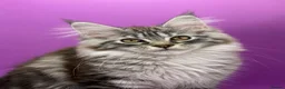 Maine Coon cats for sale: Maine Coon Kittens – Giant Bloodlines | Tica Reg. - Advert 4