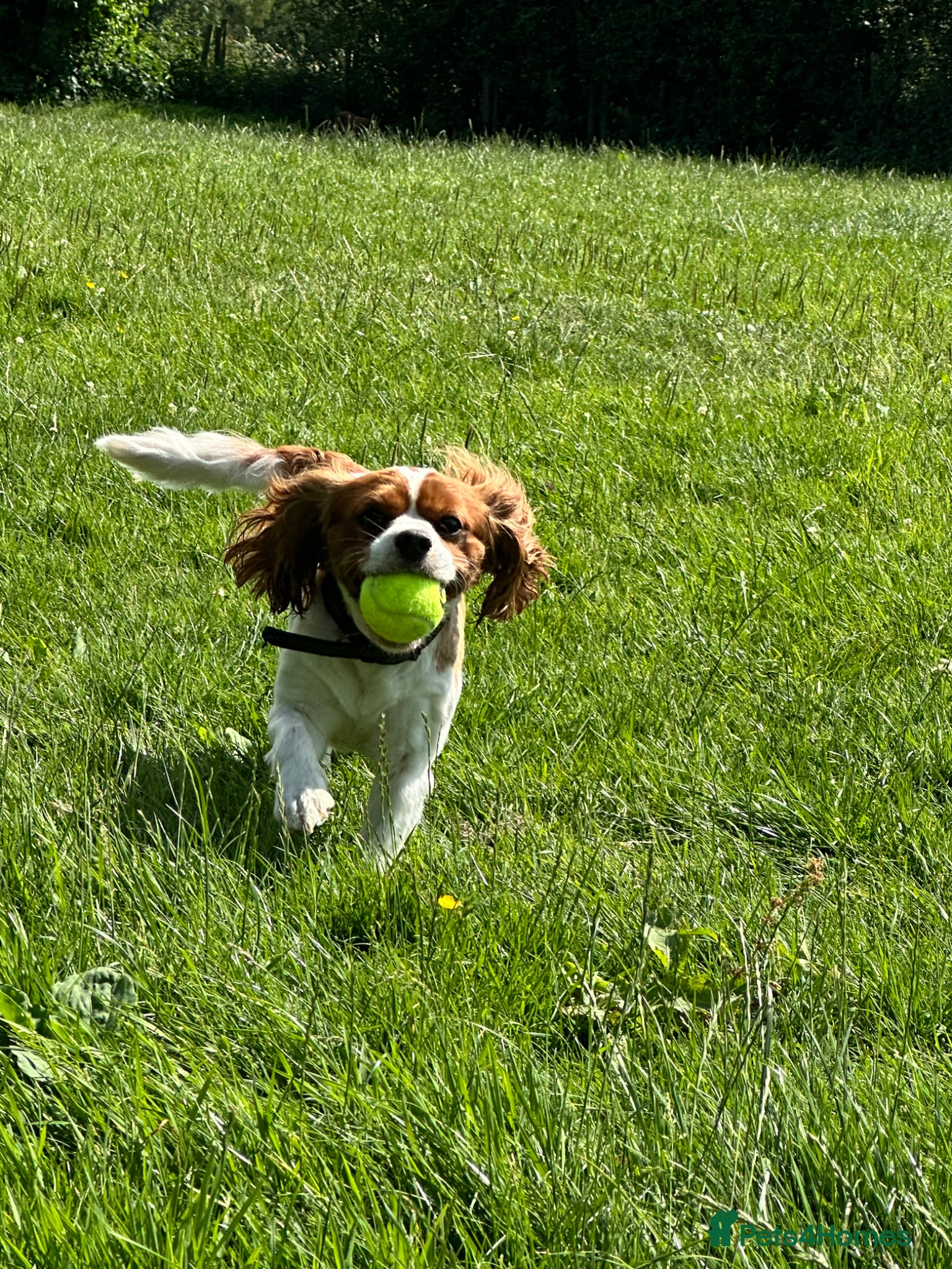 Cavalier King Charles Spaniel dogs 3 King Charles for sale  - Advert 1