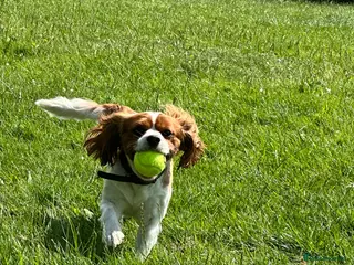 Cavalier King Charles Spaniel dogs 3 King Charles for sale - Advert 1