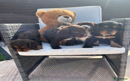 Cocker Spaniel dogs for sale: Miniature working Cocker spaniel puppies for sale - Image 26