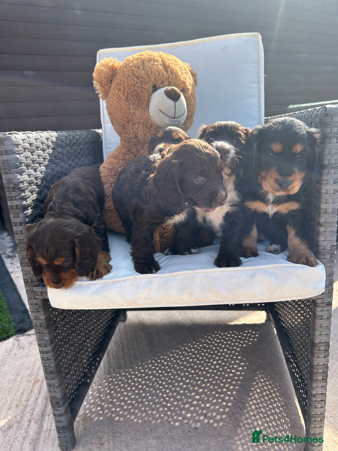 Cocker Spaniel dogs for sale: Miniature working Cocker spaniel puppies for sale - Image 26