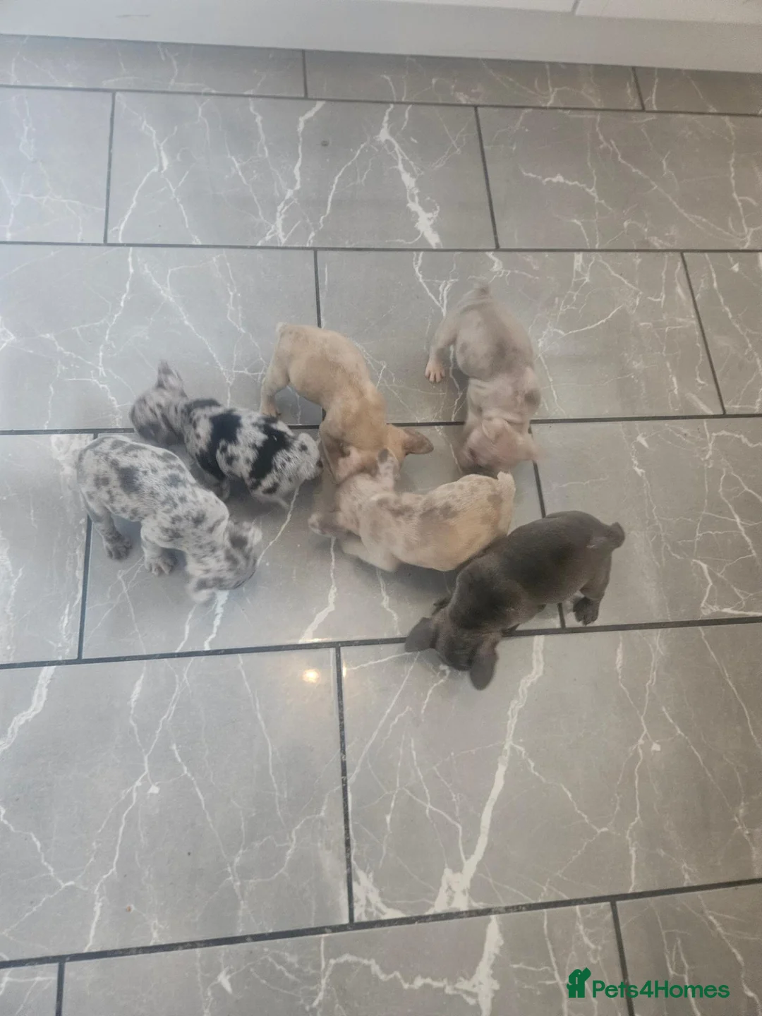 French Bulldog dogs for sale: French bulldog puppies in Liverpool - Advert 11