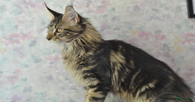Maine Coon cats - Advert 3