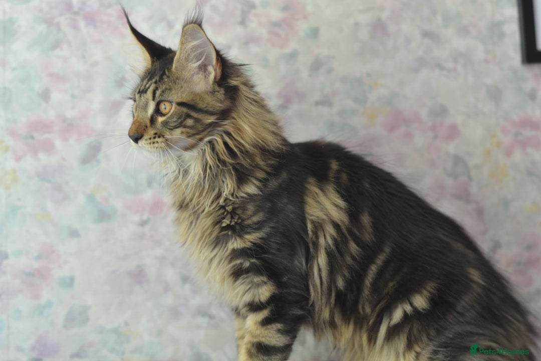 Maine Coon cats for sale: Tica Registered Maine Coon boy & girl *ready now* - Image 5