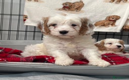 Cavapoo dogs for sale: Cavapoo Puppy 3 - 🐶🐩 7 HEALTH CLEAR ADORABLE CAVAPOO PUPPIES 🐩🐶  - Image 3