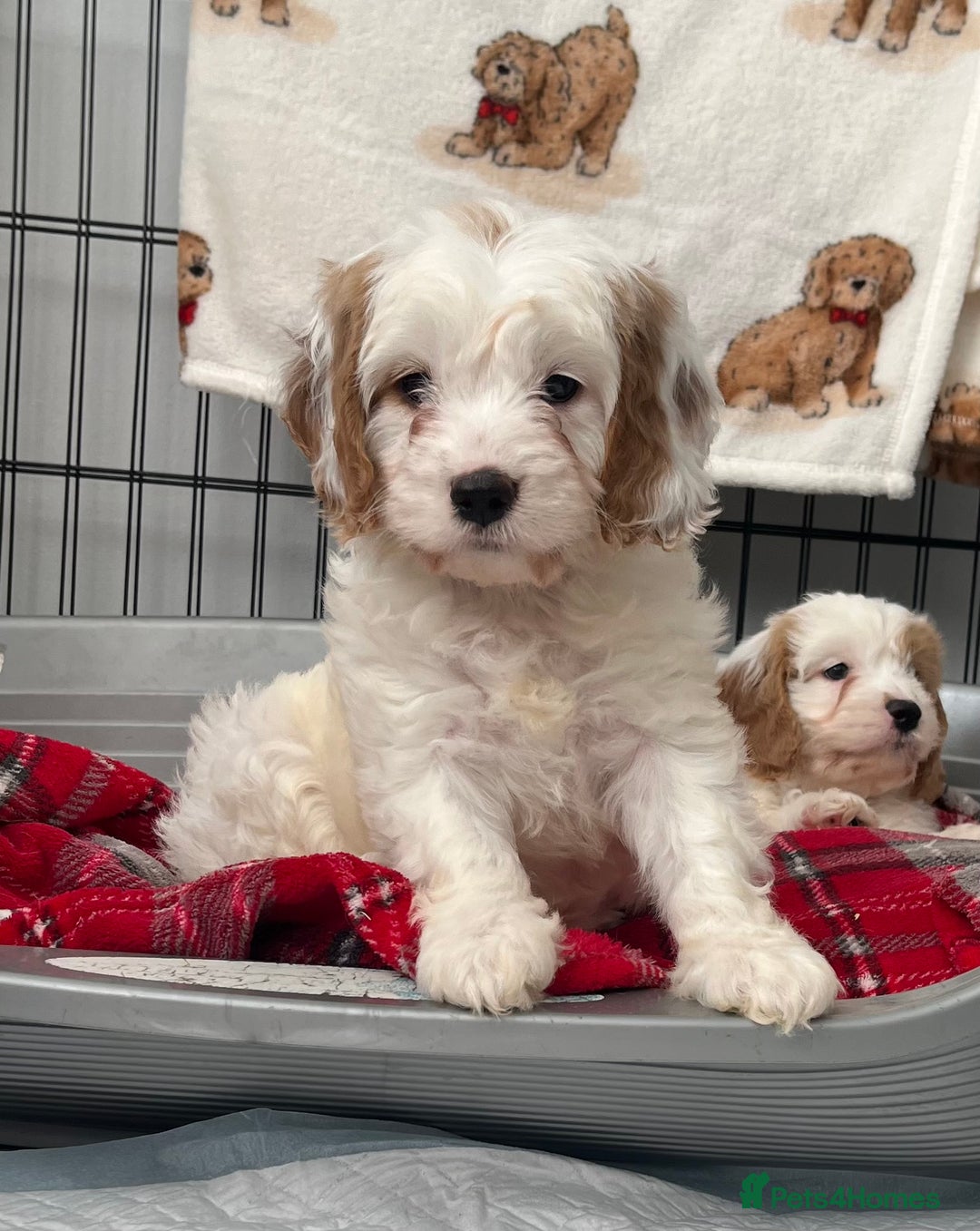 Cavapoo dogs for sale: Cavapoo Puppy 3 - 🐶🐩 7 HEALTH CLEAR ADORABLE CAVAPOO PUPPIES 🐩🐶  - Image 3