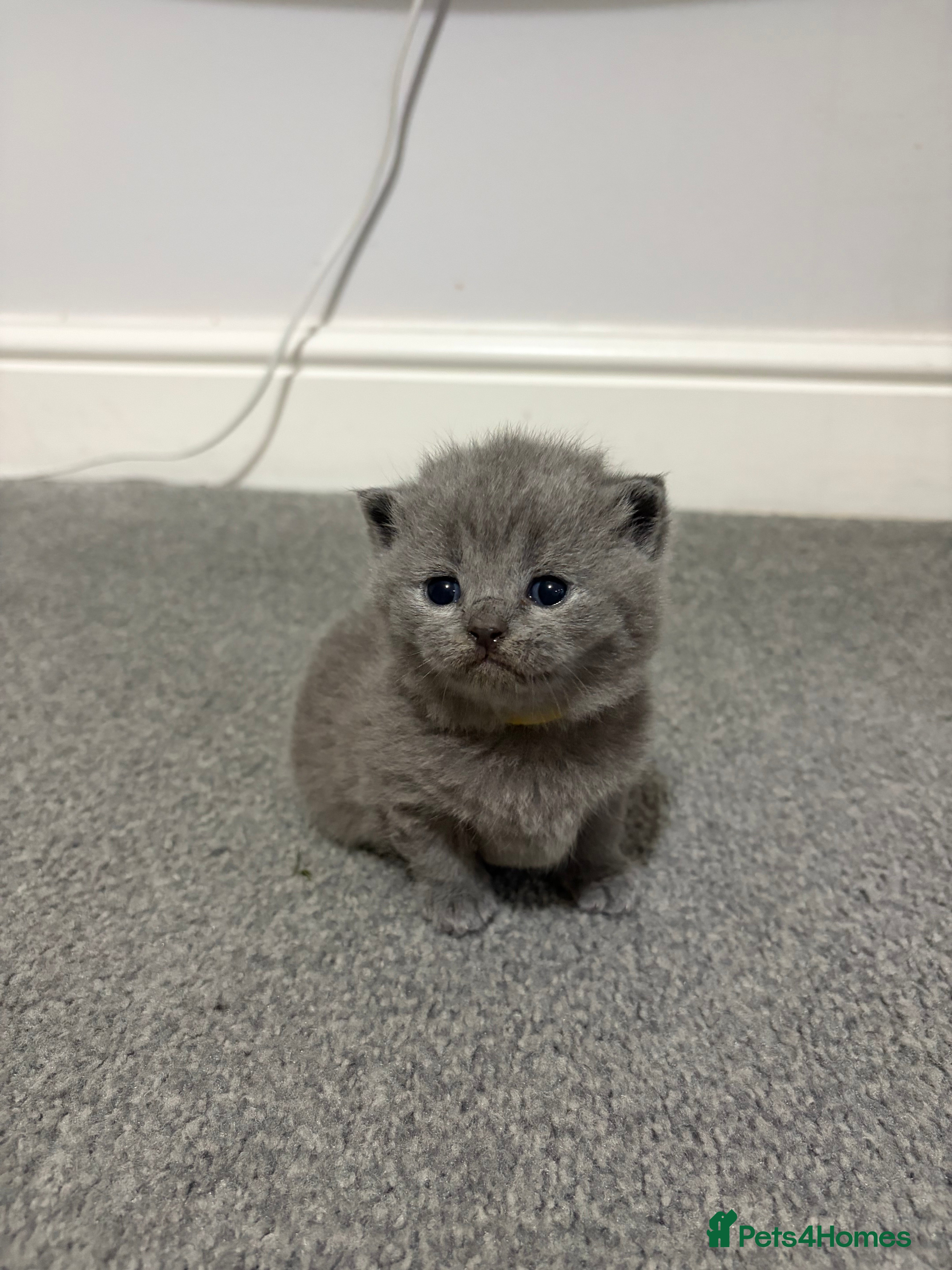 British Shorthair cats 5 generation pedigree GCCF registered  - Advert 2