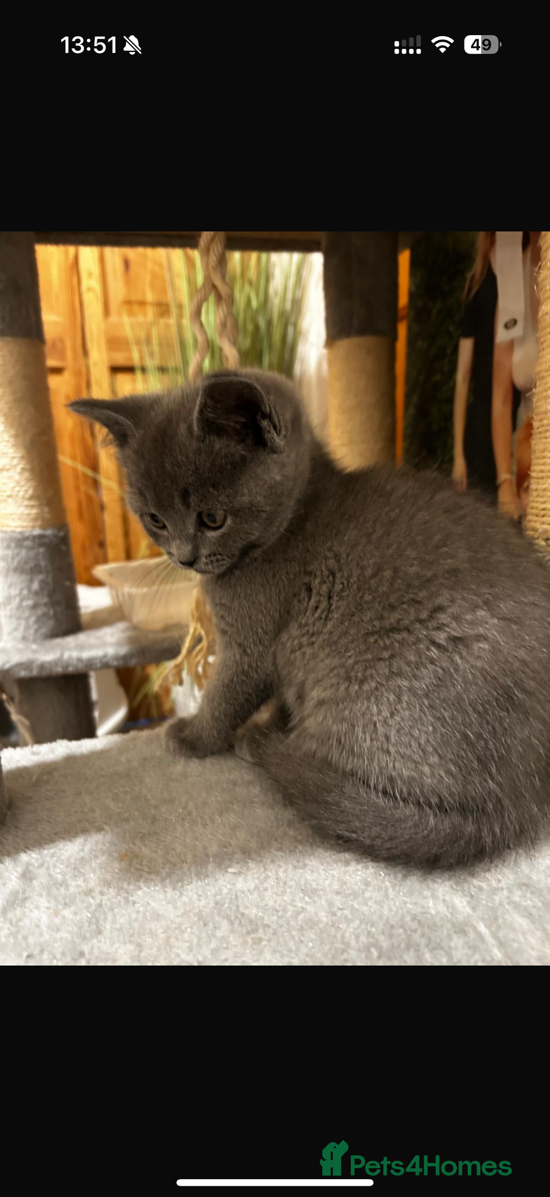 British Shorthair cats for sale: Cute playful fully vaccinated BSH ready to rehome - Advert 4