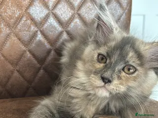 Maine Coon cats Blue tortie Maine Coon - ready now - Advert 2