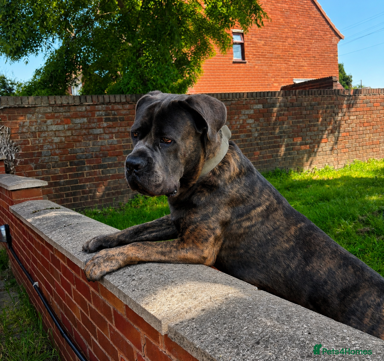Cane Corso dogs FREE 1 YEAR OLD CANE CORSO  - Advert 7