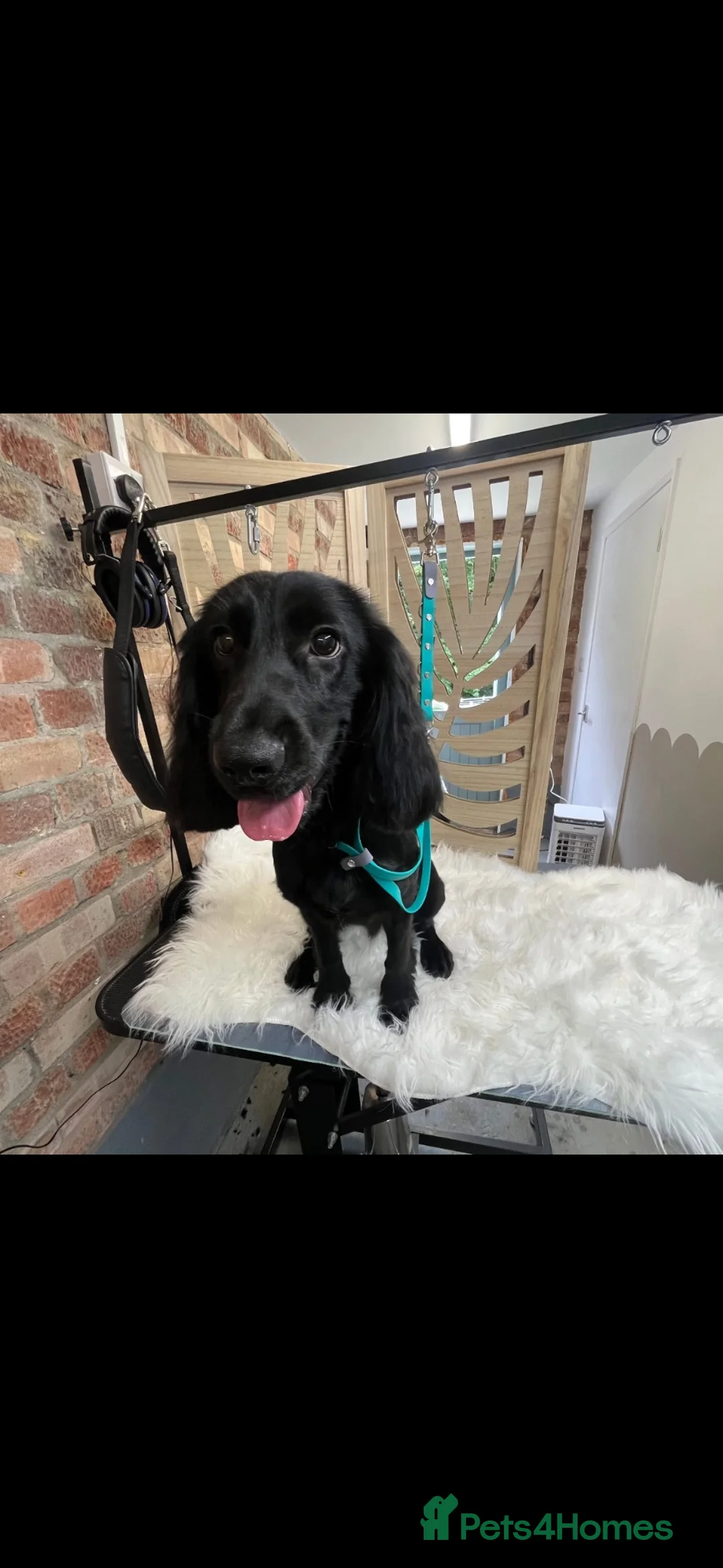 Cocker Spaniel dogs for sale: Nala / Female cocker-spaniel 7 month old for sale  in Brentwood - Advert 3