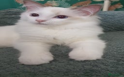 Ragdoll cats for sale: GCCF LILAC BI-COLOUR BOY - Image 3