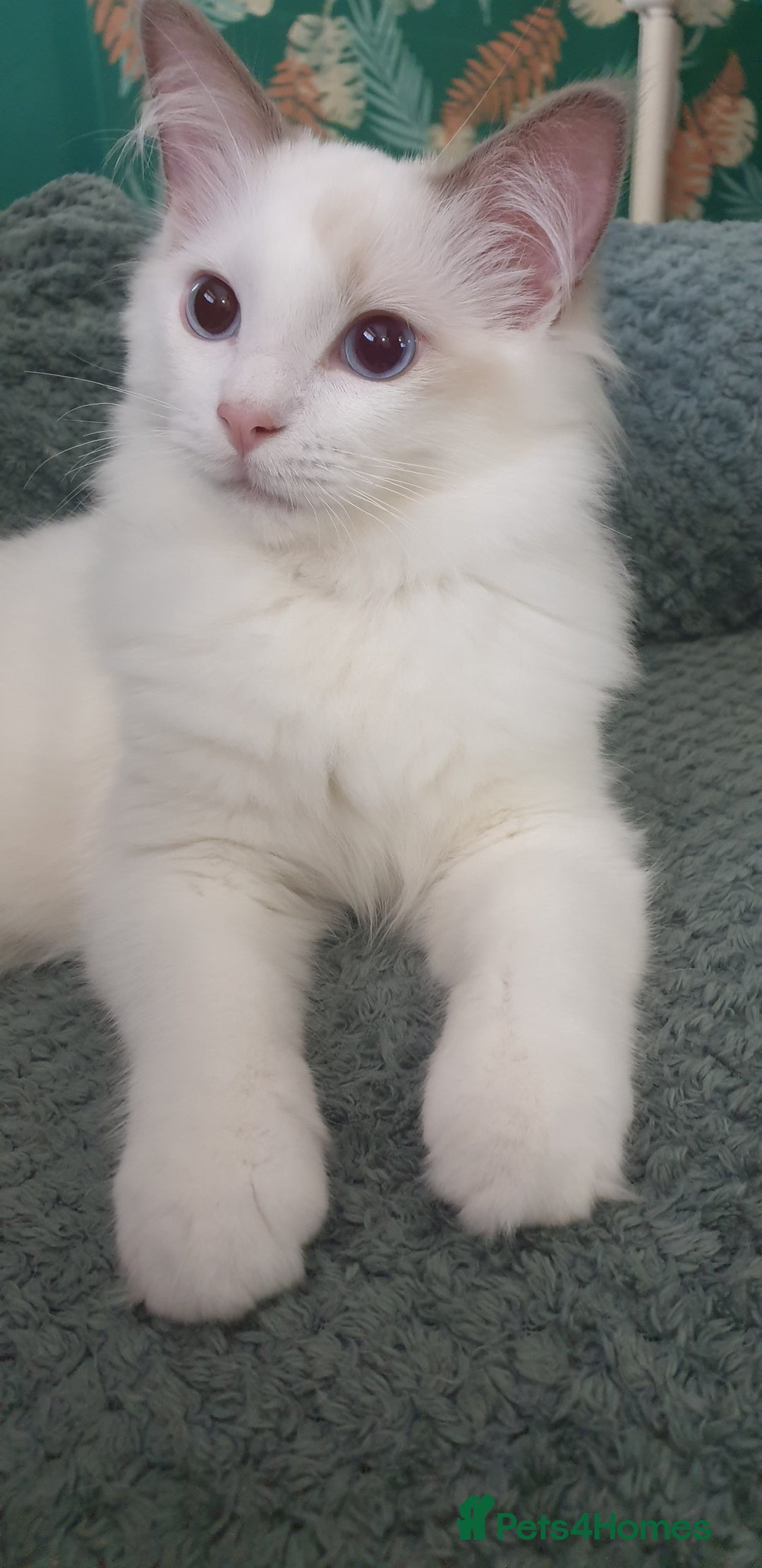 Ragdoll cats for sale: GCCF LILAC BI-COLOUR BOY - Image 3